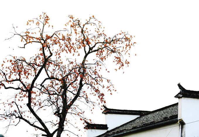碩果累累(金衛(wèi)國(guó)攝影).JPG