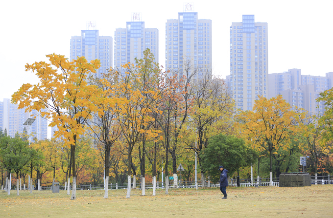 城市秋色(金衛(wèi)國(guó)攝影).JPG